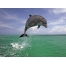 (1600х1200, 312 Kb) Дельфин прыгает - бесплатные обои на рабочий стол и картинки