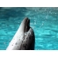 (1600х1200, 327 Kb) Красавец Дельфин - картинки бесплатно на рабочий стол и обои