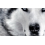 (1280х800, 151 Kb) Морда белого волка картинки и обои на рабочий стол компьютера скачать бесплатно
