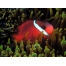 (1600х1200, 350 Kb) Красная рыба с белой полосой - красивые заставки на рабочий стол