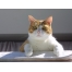 (1600х1200, 232 Kb) Чудной кот - картинки, фото на прикольный рабочий стол