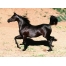 (1024х768, 115 Kb) Черный Арабский конь красивый рабочий стол скачать