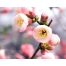 (1280х1024, 275 Kb) Цветы - Весенние цветение картинки и обои рабочего стола скачать бесплатно