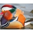 (1280х1024, 288 Kb) Мандаринка, птицы фото на рабочий стол бесплатно