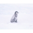 (1280х1024, 141 Kb) Пингвиненок, птицы картинки и оформление рабочего стола windows