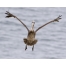 (1280х1024, 172 Kb) Пеликан скачать бесплатно картинки и обои
