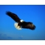 (1280х1024, 245 Kb) Парящий орел новейшие обои и фото