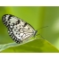 (12801024, 224 Kb) Butterfly.        