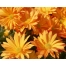 (1280х1024, 215 Kb) Оранжевые цветы.  Цветы картинки, скачать фоновый рисунок для рабочего стола