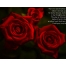 (1280х1024, 179 Kb) Красные розы.  Цветы красивое фото на рабочий стол и картинки