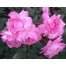(1280х1024, 210 Kb) Цветущие розы.  Цветы картинки и обои на креативный рабочий стол