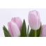 (1280х800, 79 Kb) Розовые тюльпаны картинки и обои бесплатно