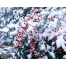 (1280х1024, 601 Kb) Ягоды под снегом обои, картинки и фото скачать бесплатно