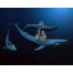 (1280х1024, 328 Kb) Три кита 3d обои и прикольные картинки на рабочий стол