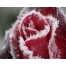 (1280х1024, 112 Kb) Картинка роза в снегу на компьютер, новые обои
