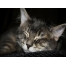 (1600х1200, 295 Kb) картинки с разрешением 1600х1200 кошки, обои, картинки и фото