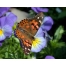 (1280х1024, 303 Kb) Бабочка на цветке картинки и обои, изменить рабочий стол