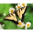 (1280х1024, 359 Kb) Бабочка картинки и фотки на рабочий стол