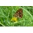 (1280х800, 607 Kb) Бабочка красивые обои на рабочий стол