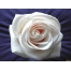 (1600х1200, 186 Kb) Белая роза - обои и картинки на красивый рабочий стол