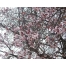 (1280х1024, 432 Kb) Весна в Париже лучшие обои для рабочего стола и картинки