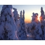(1280х1024, 403 Kb) Зимний лес в Финляндии картинки - это супер рабочий стол