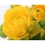 (1280х1024, 76 Kb) Желтые цветы картинки и обои бесплатно