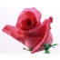 (1280х1024, 181 Kb) Роза широкоформатные обои и большие картинки