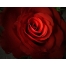 (1280х1024, 230 Kb) Алая роза картинки и обои рабочего стола скачать бесплатно