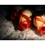 (1280х1024, 184 Kb) Розы в темноте бесплатные картинки на рабочий стол и обои