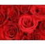 (1280х1024, 385 Kb) Красные розы картинки, обои на рабочий стол широкоформатный