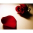 (1280х1024, 238 Kb) Лепесток розы картинки, фото на прикольный рабочий стол