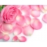 (1280х1024, 283 Kb) Лепестки розы картинки и широкоформатные обои для рабочего стола