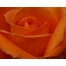 (1280х1024, 354 Kb) Роза картинки и прикольные обои на рабочий стол