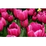 (1280х800, 417 Kb) Яркие тюльпаны скачать обои, гламурный рабочий стол