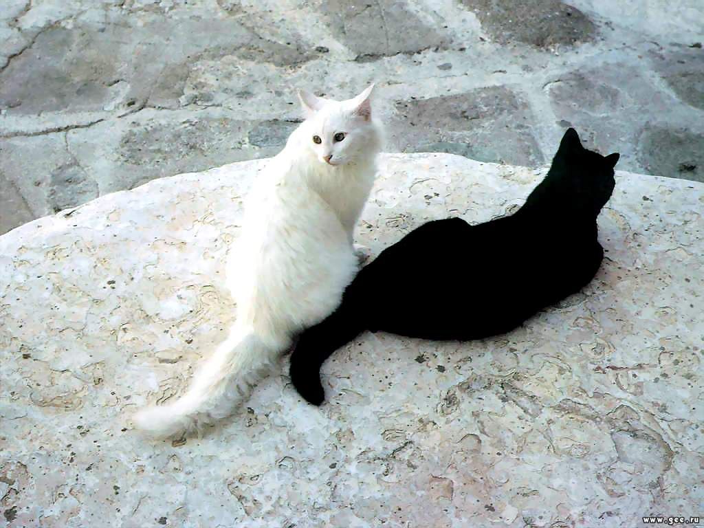 Как помирить кошек. Черный и белый кот. Чёрныйи белый кот. Кошка черная с белым.