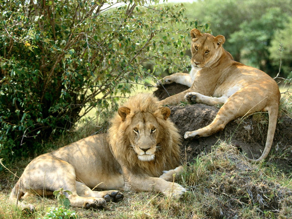 Львы на природе - обои