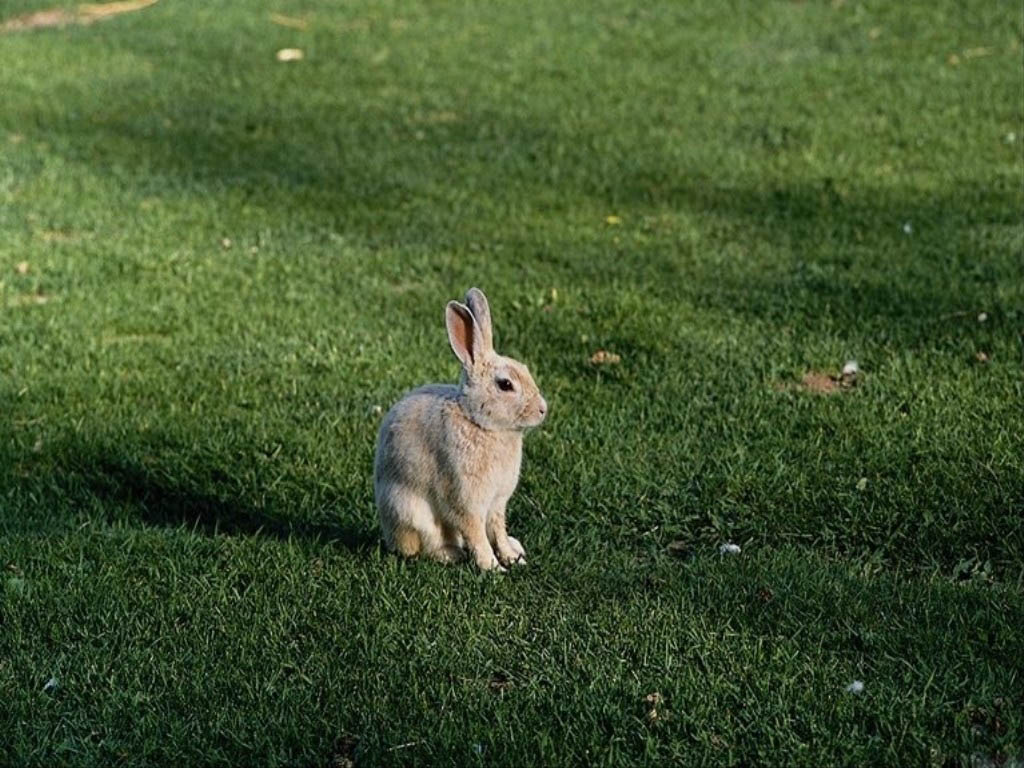 Искать зайку. Зайчата. Зайчик на лужайке. Маленький зайчик. Зайчата на лужайке.