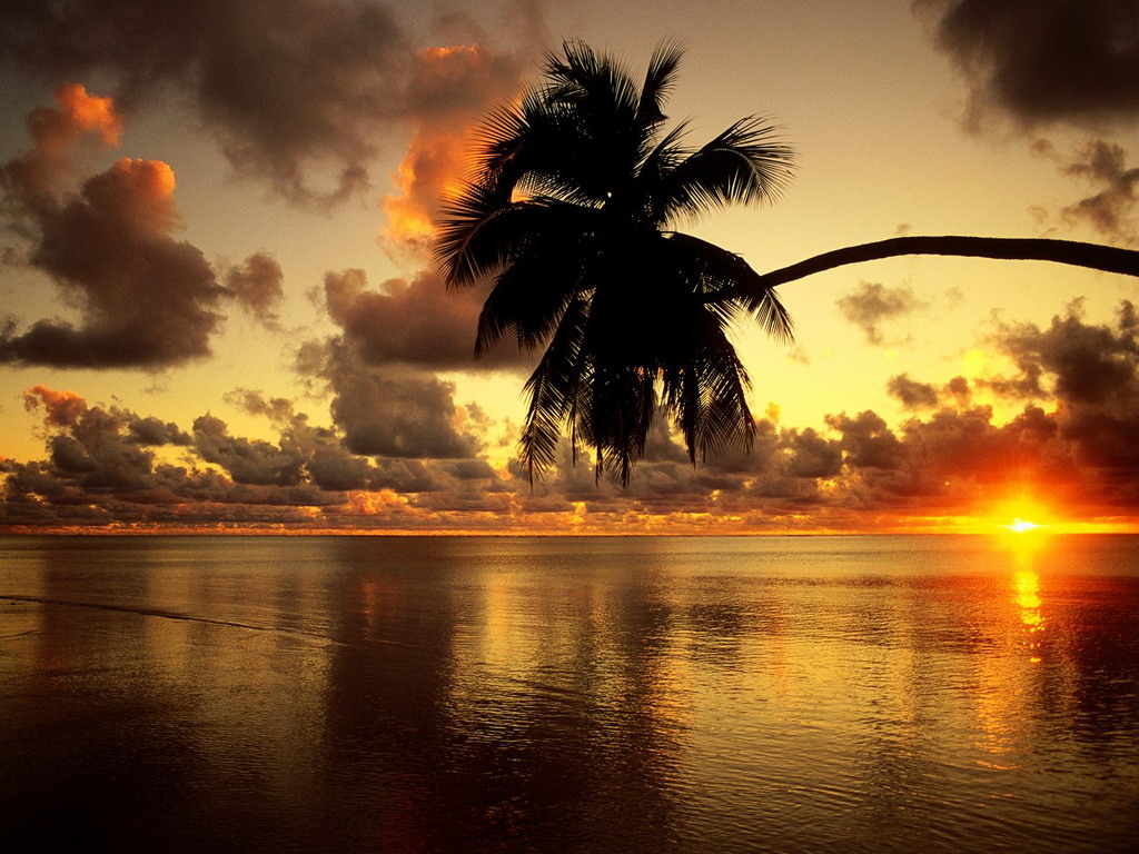 Пальма и закат над морем - клевые обои