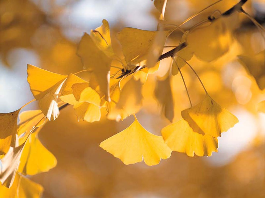 Жёлтые листья осенью - обои