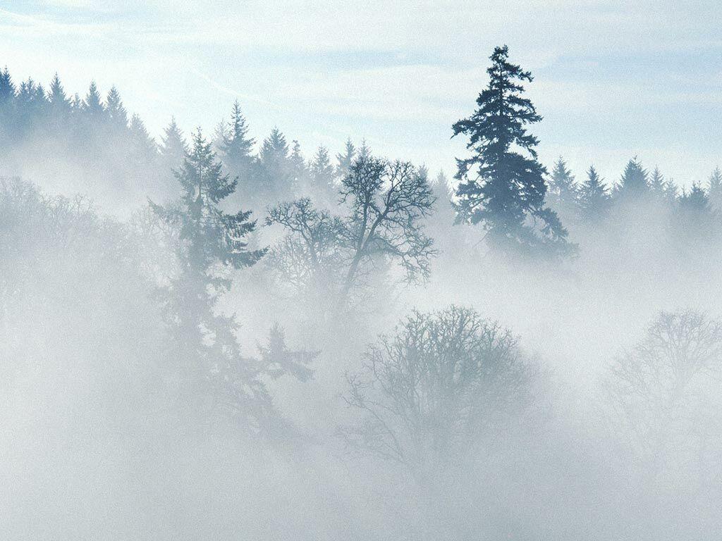 Туманный лес утром - обои