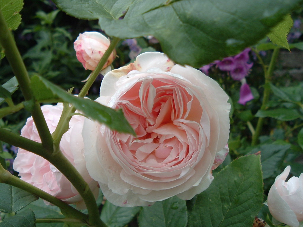 Миниатюрная роза - красивое обои