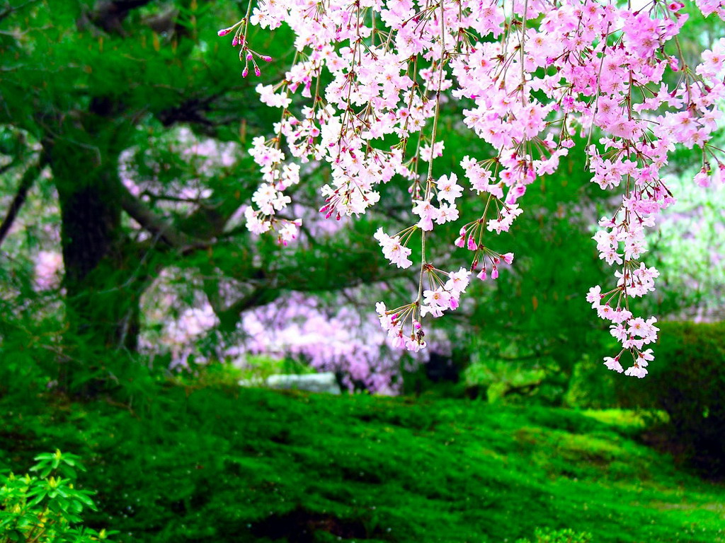Цветущие деревья в Японии - обои