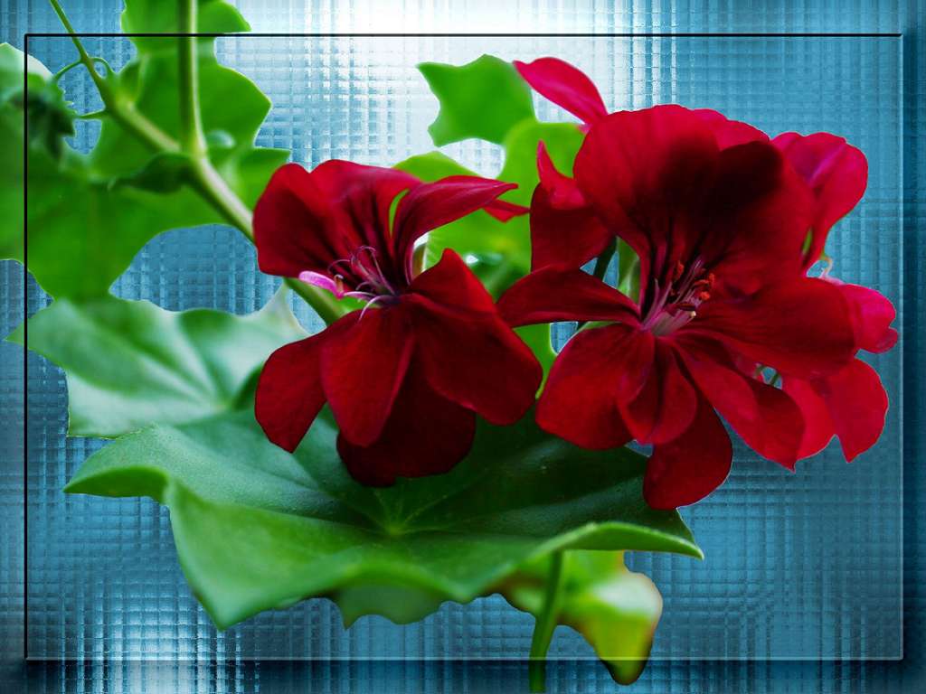 Красный цветок на фоне стекла - обои