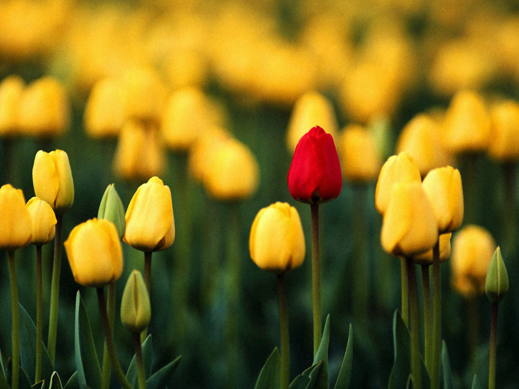 Красный тюльпан среди жёлтых - обои