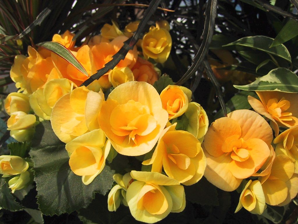 Жёлтые цветочки в саду - красивое обои