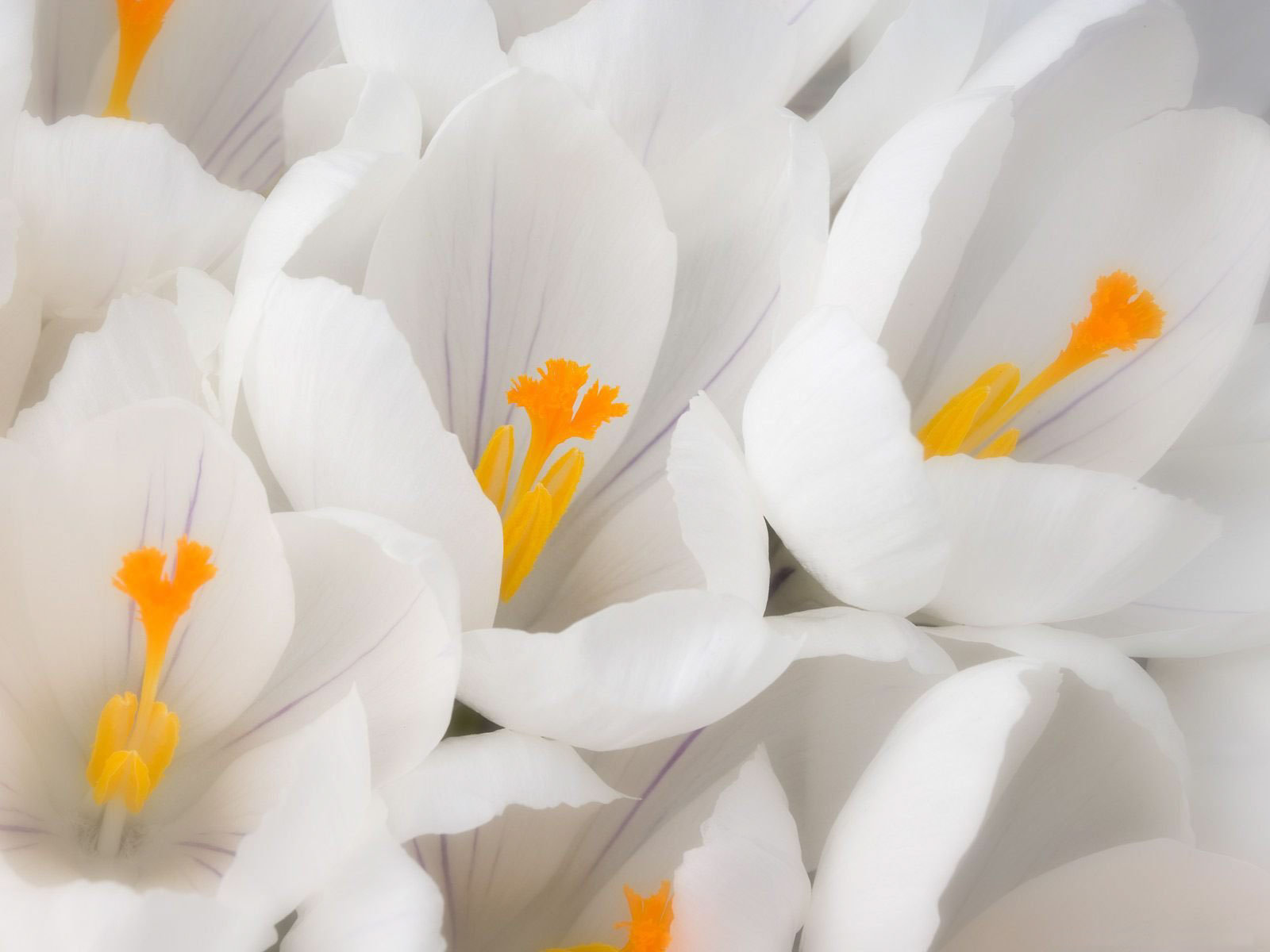 Белые цветы обои