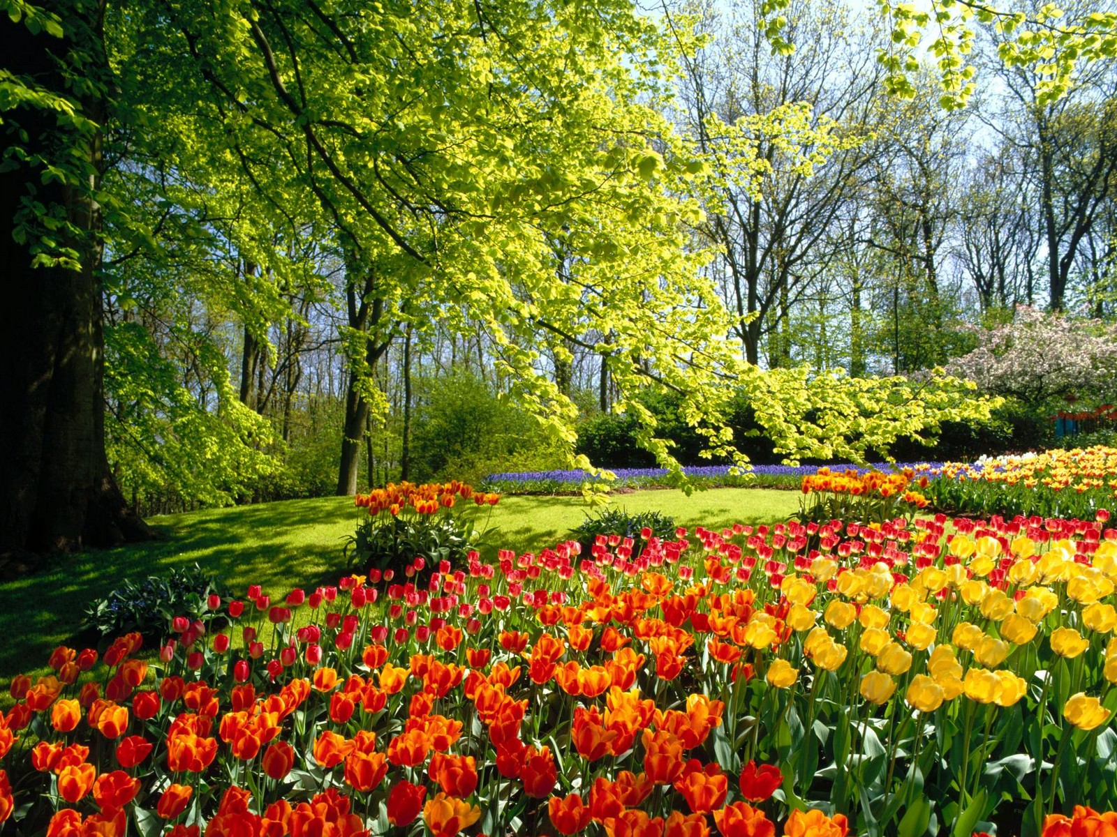 Яркие краски весны - цветочная поляна обои