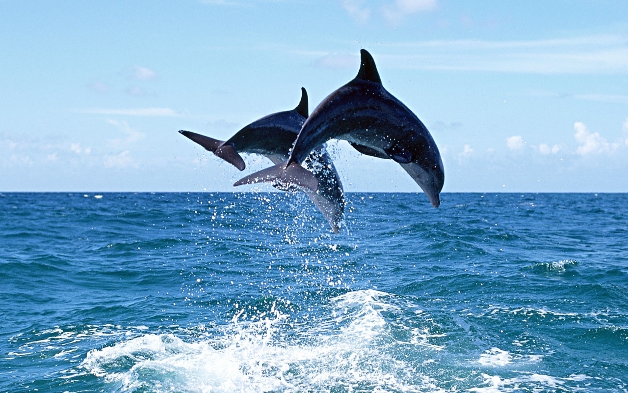 дельфины в море, гламурные обои