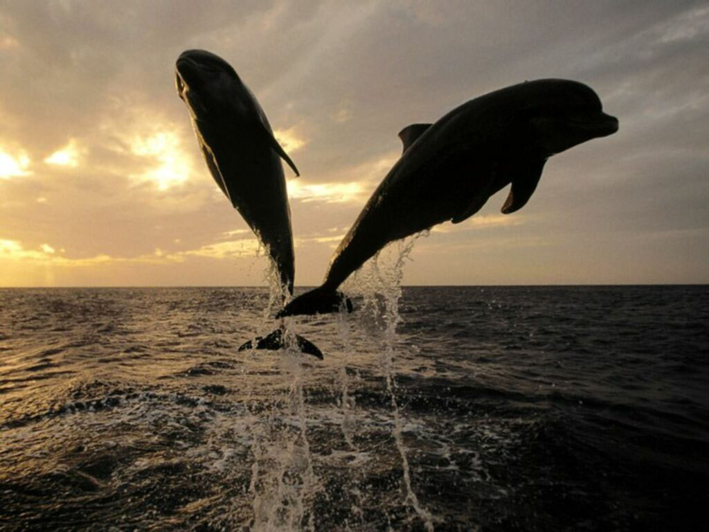 дельфины обои